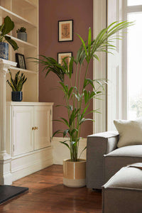 Bedroom Plant Decor Ideas and Inspiration