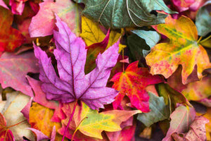 15 Autumn Home Decor Ideas That You’ll Fall in Love With