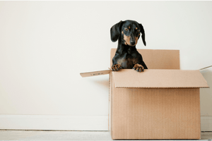 Moving house checklist & tips