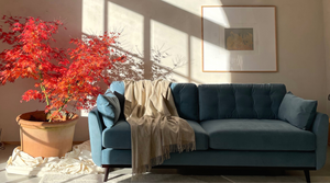 blue sofa with red acer tree