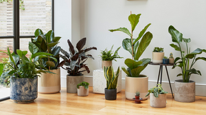 houseplants for bright areas houseplants for direct sun houseplant ideas