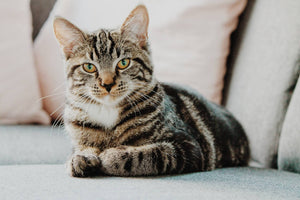 How to Protect Your Sofa from Cat Scratches, Pets