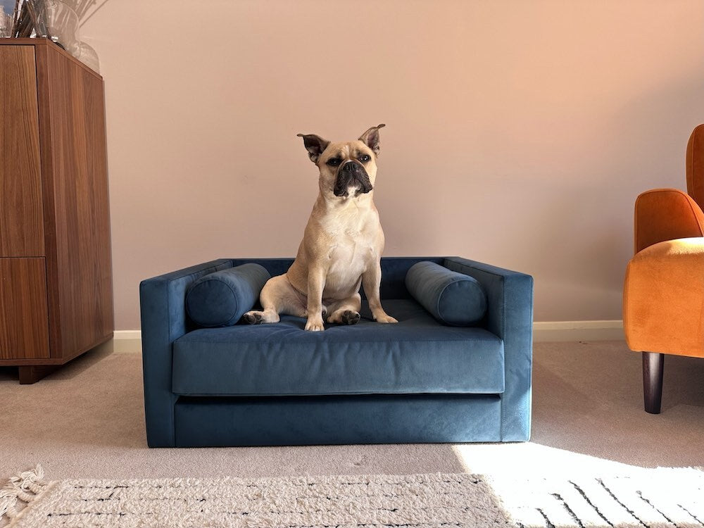 blue dog bed 