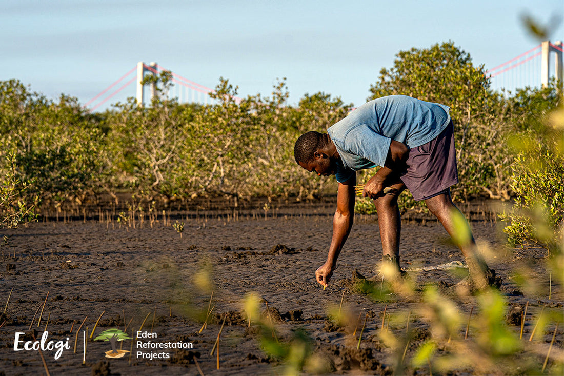 Interview with Ecologi: COP26, carbon offsetting and reforestation