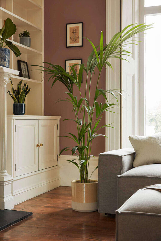 Bedroom Plant Decor Ideas and Inspiration