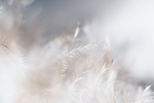 Feather Filled Sofas